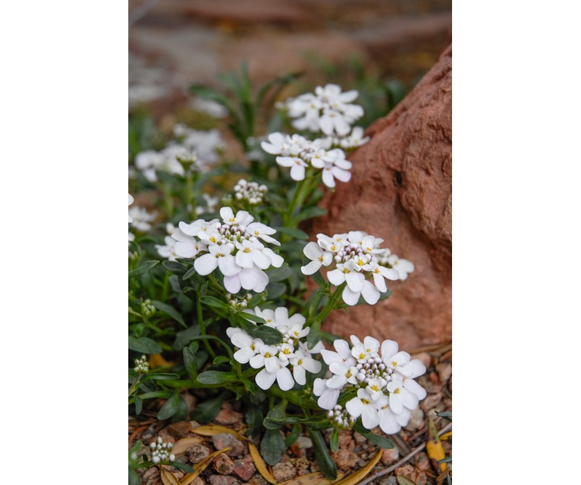 Dwarf Candytuft
